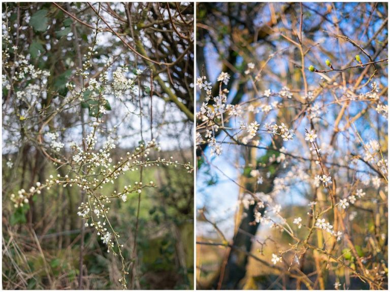 Spring in the Cotswolds