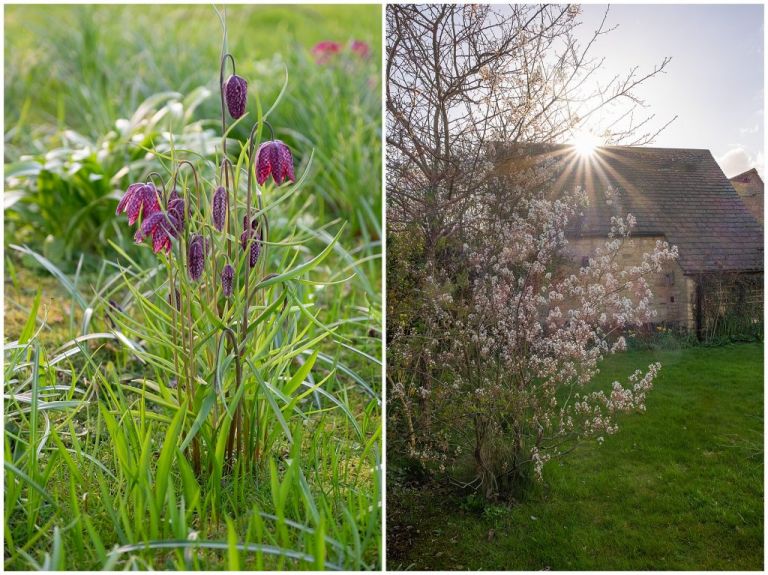 Snakeshead fritillaries