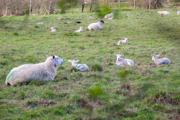 Spring lambs in the Cotswolds