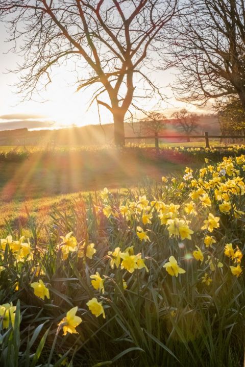 Spring in the Cotswolds 